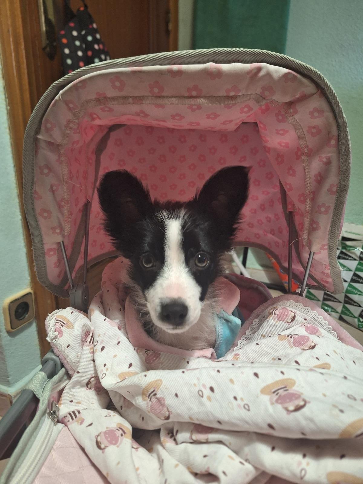 Max Cachorro