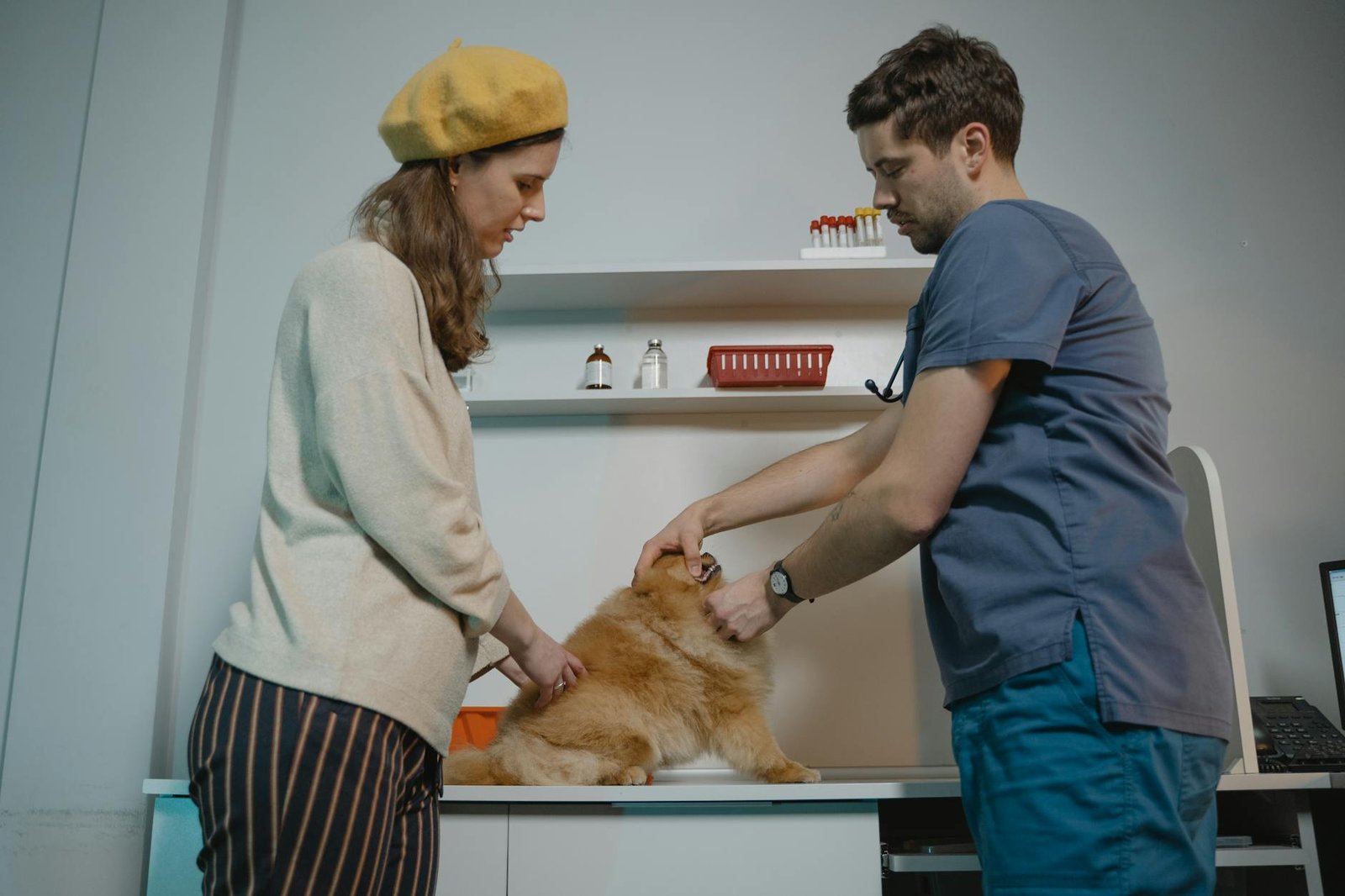 antiparasitarios para perros