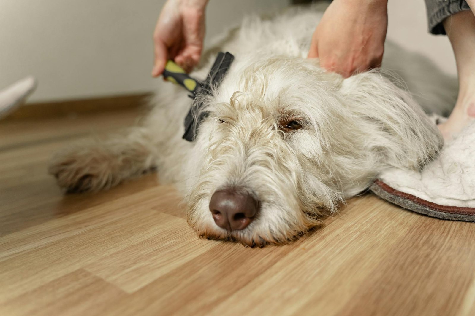 cepillos para perros pelo largo