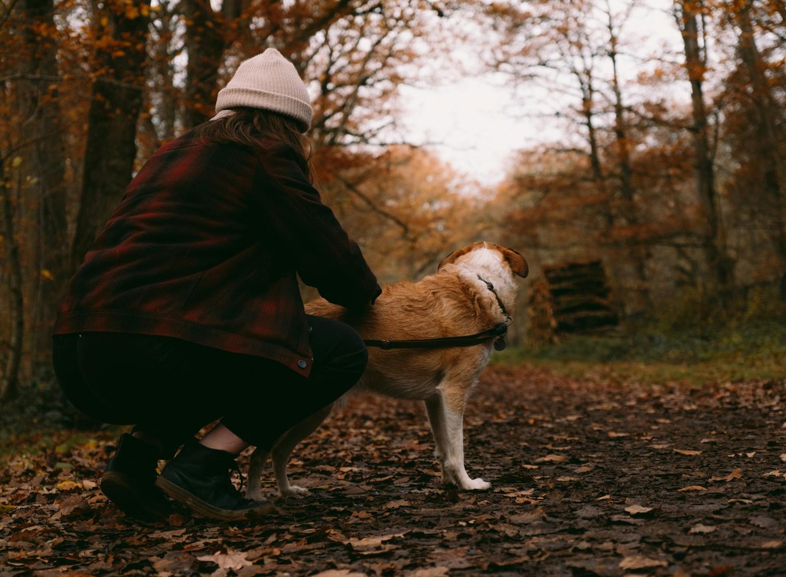 botas protectoras para perros