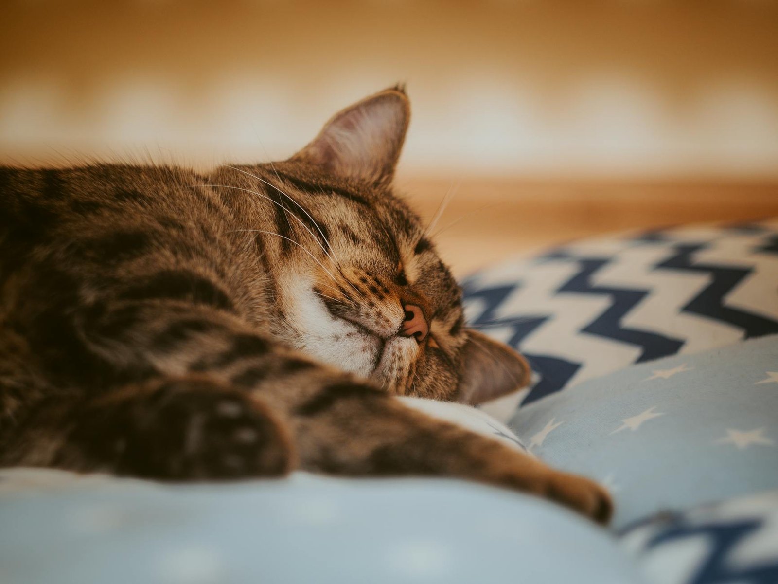 camas para gatos