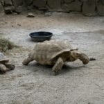 comederos para tortugas terrestres