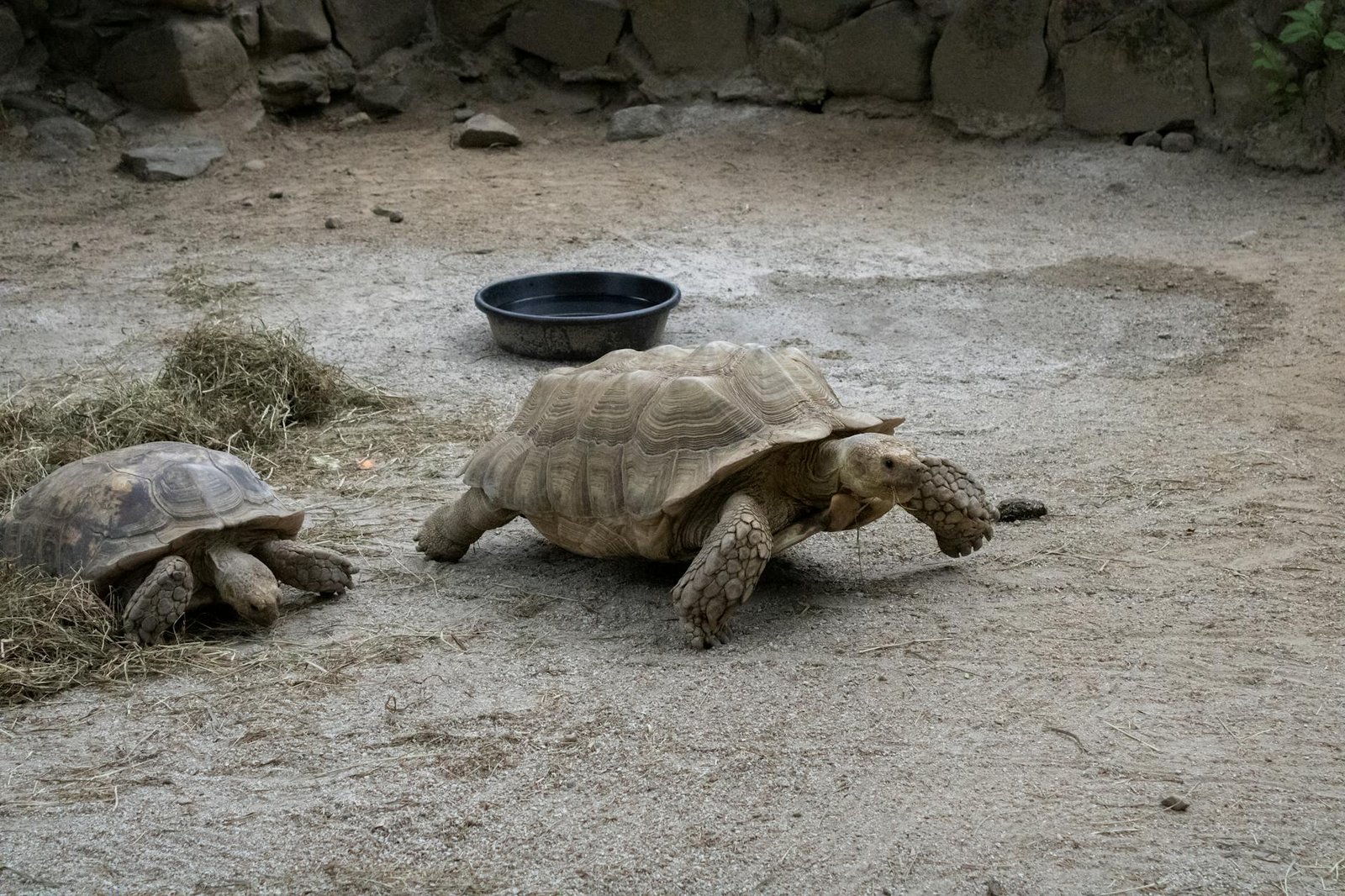 comederos para tortugas terrestres