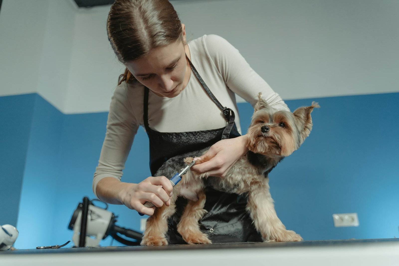 cortar uñas perro