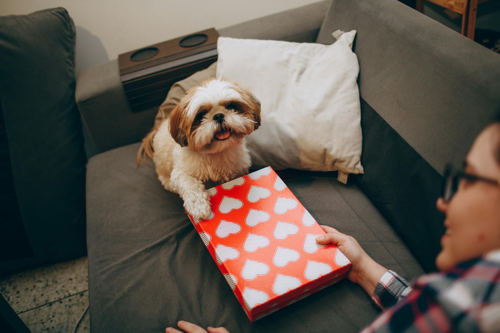 dar pastilla perro
