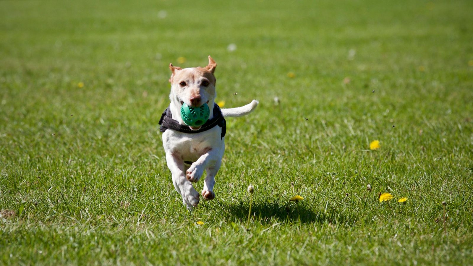 lanzadores pelotas perros