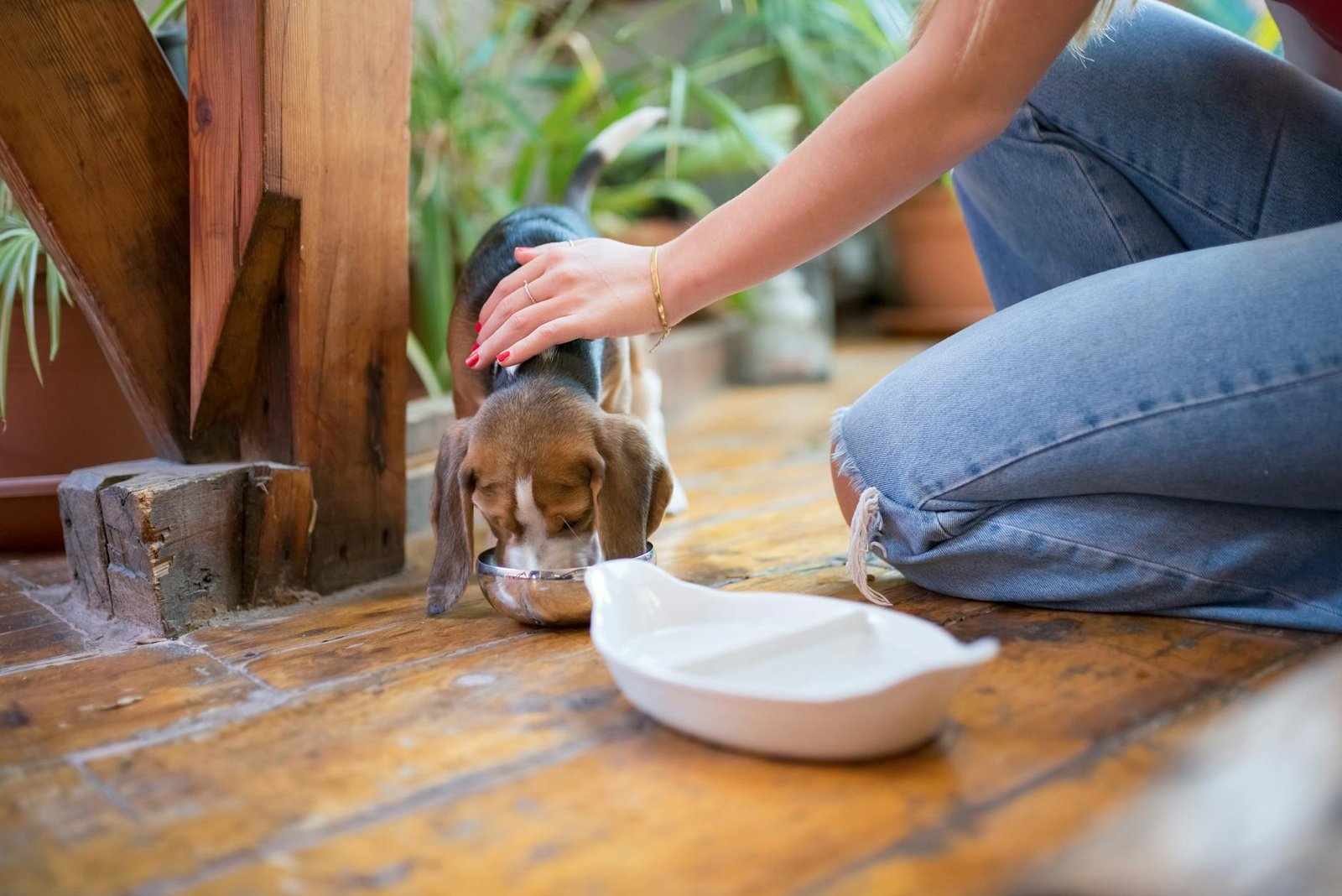 piensos cachorros razas pequeñas