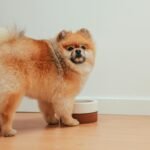 piensos para perros activos
