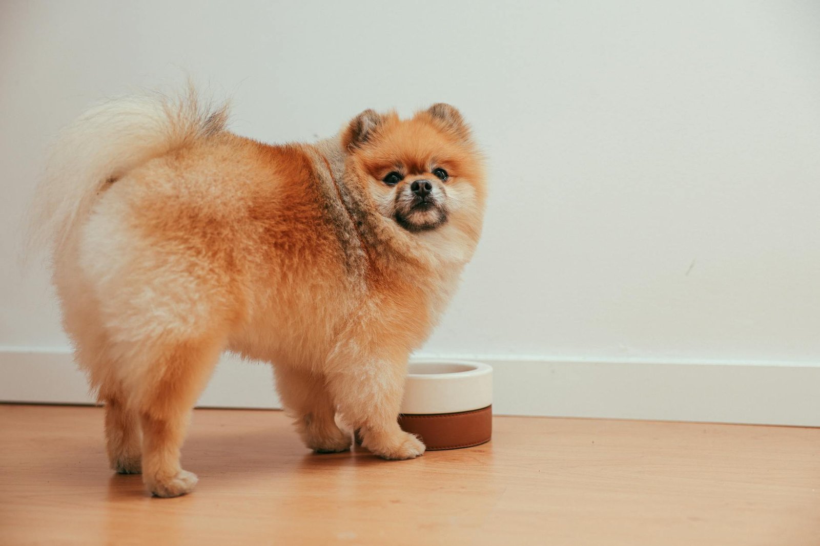 piensos para perros activos