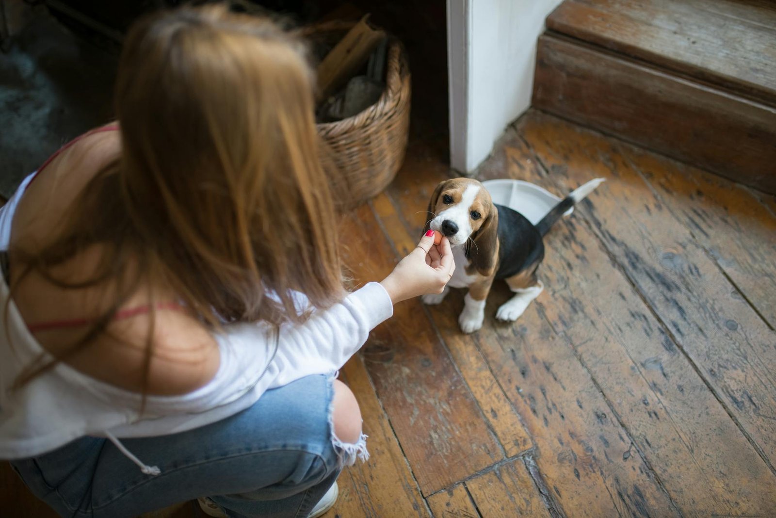 piensos para perros diabéticos