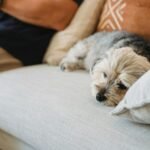 proteger sofá perro