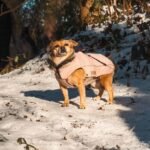 abrigos invernales para perros