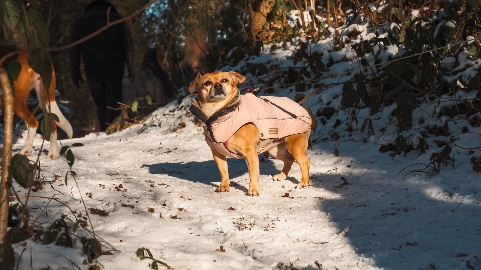abrigos invernales para perros