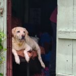 barreras seguridad perros