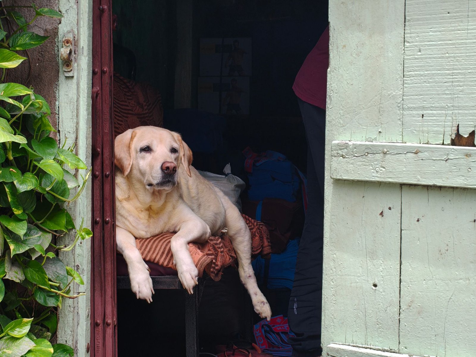 barreras seguridad perros
