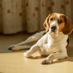 calmantes naturales para perros nerviosos