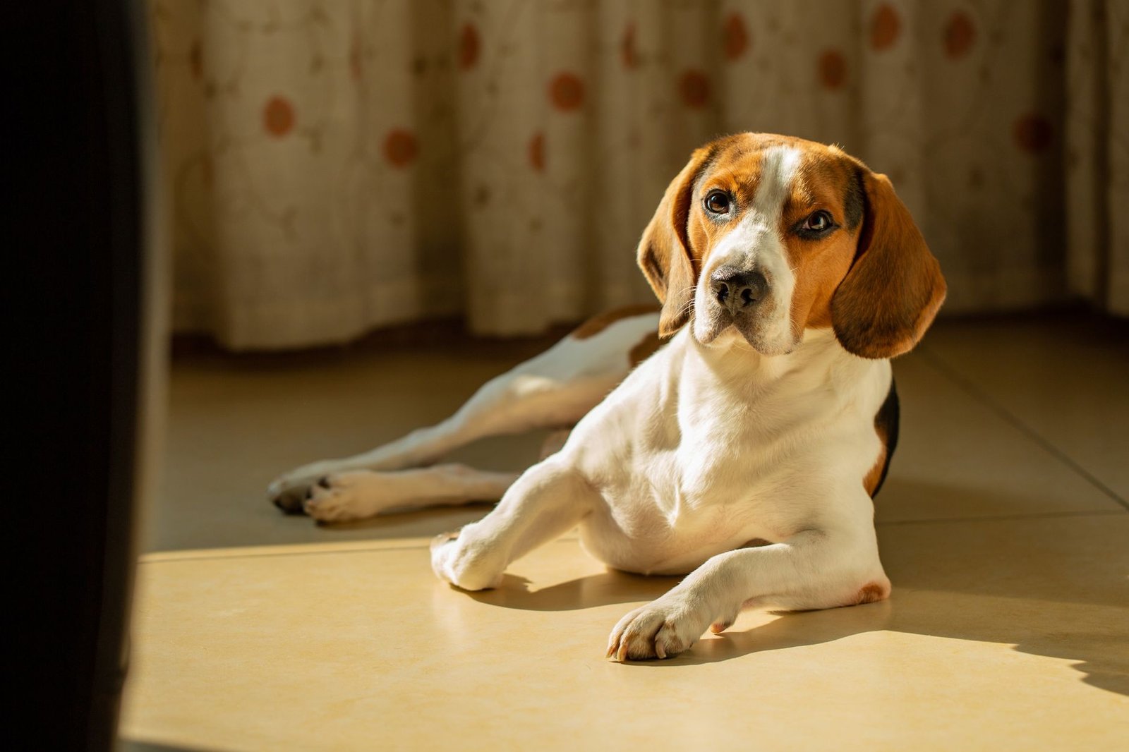 calmantes naturales para perros nerviosos