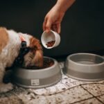 comederos antiansiedad para perros
