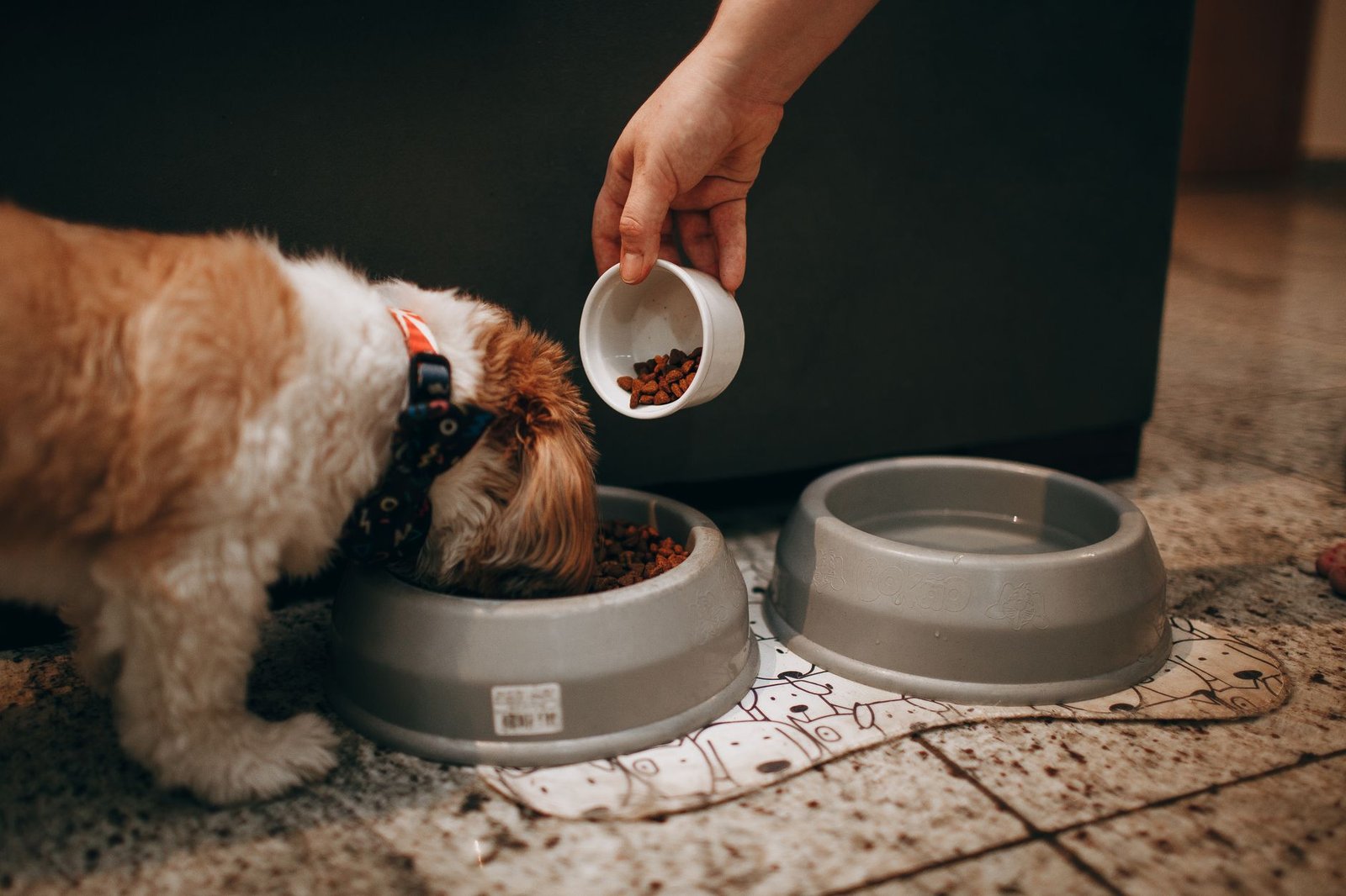 comederos antiansiedad para perros