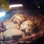 terrarios para reptiles principiantes