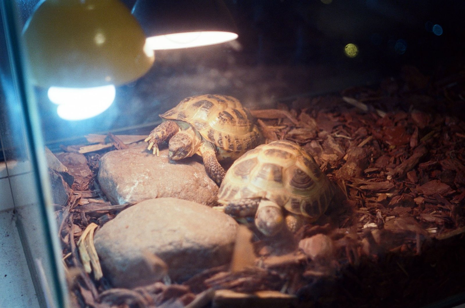 terrarios para reptiles principiantes
