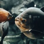 limpiar acuario peces