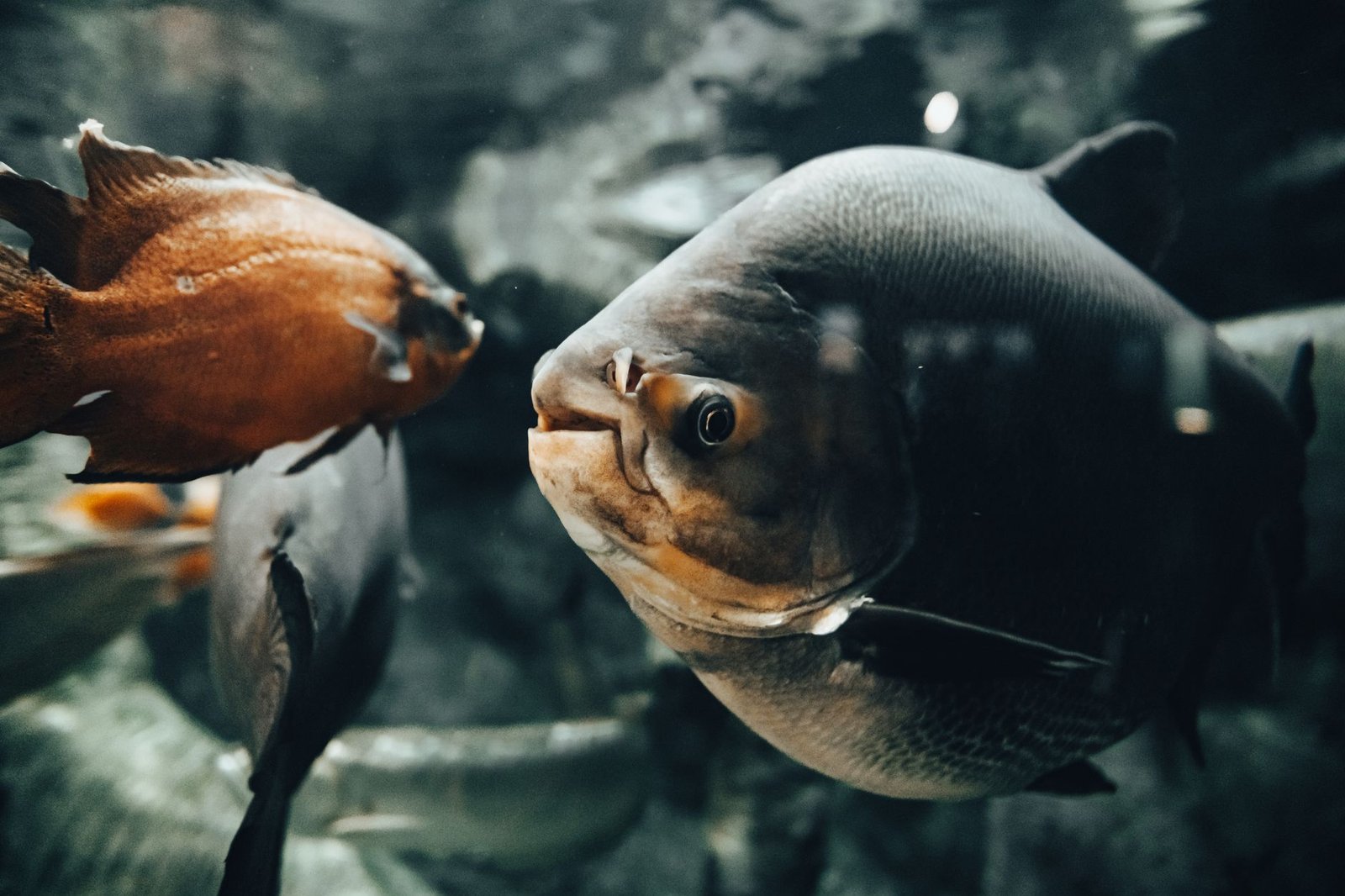 limpiar acuario peces